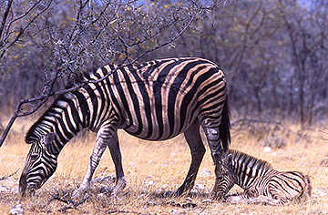 zebra and foal botswana